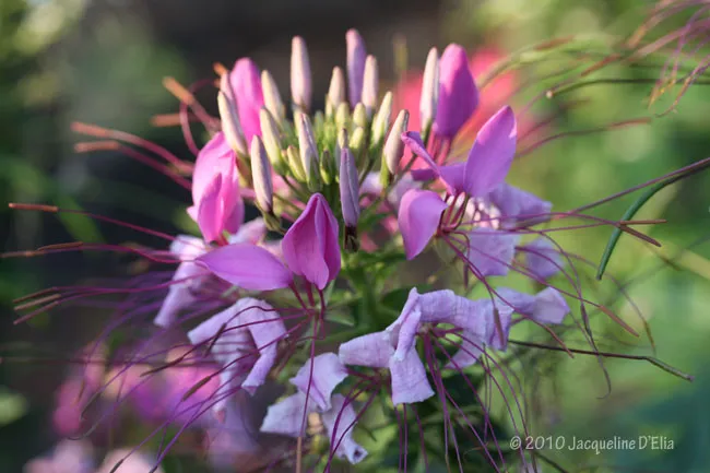 A close up of a pink flower with green leaves.