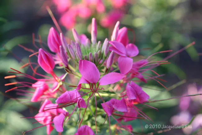 A close up of pink flowers in a garden.