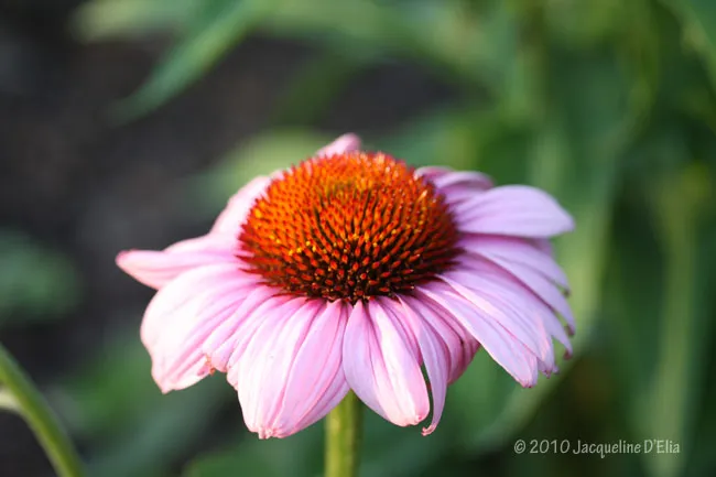 Echinacea Purple Coneflower