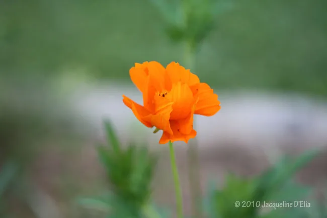 A single orange poppy flower in a field.