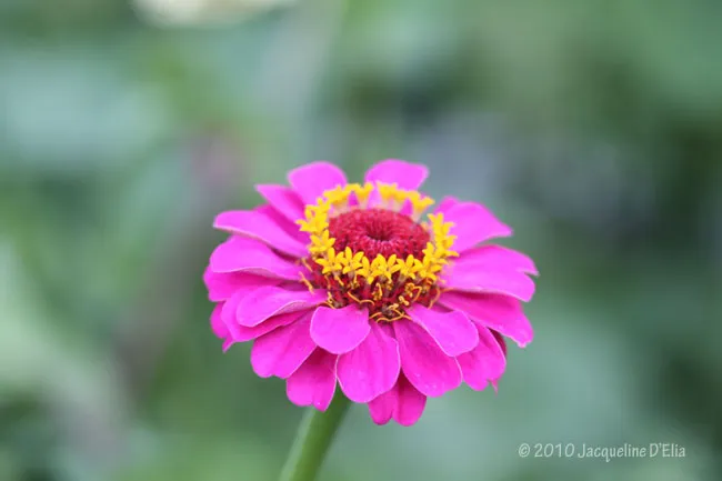 A pink flower with a yellow center.