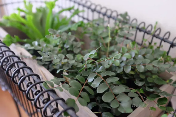 Assorted ferns in planter