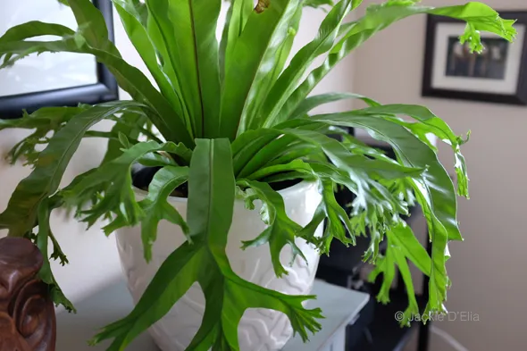 Asplenium antiquum “Crissie” (Crissie Bird Nest) in white planter