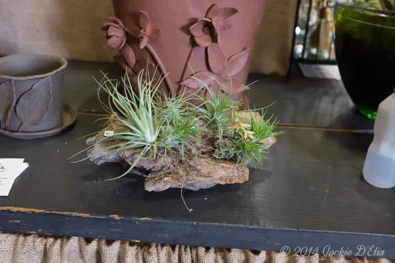 Mounted Tillandsia