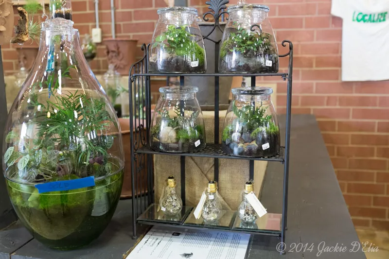 Glass Jar Terrariums