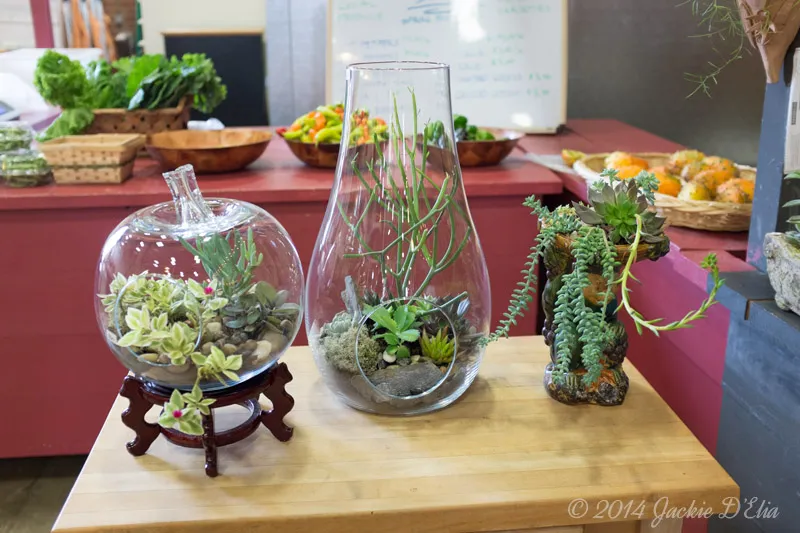 Open Glass Jar Terrariums