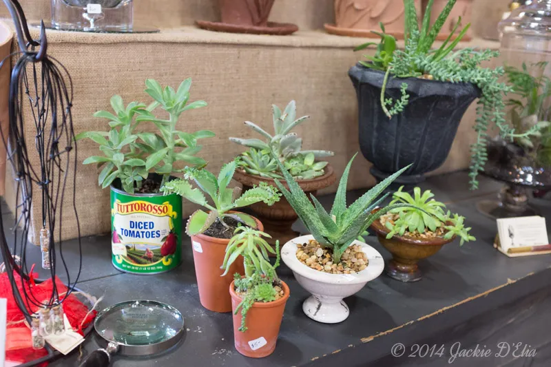 Succulents