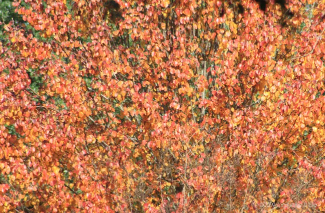 A tree with red and orange leaves.
