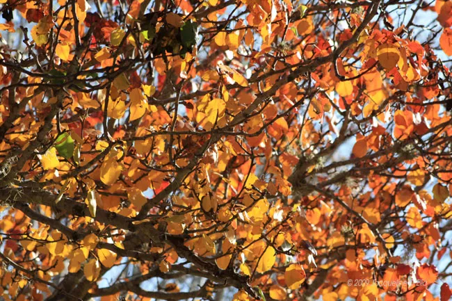 Autumn leaves on a tree.