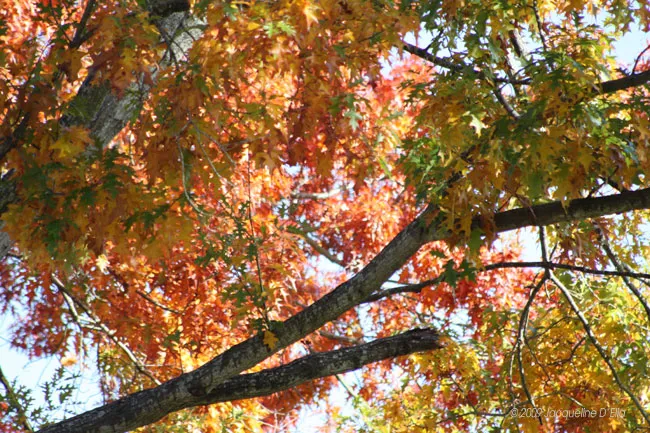 A tree with colorful leaves in the fall.