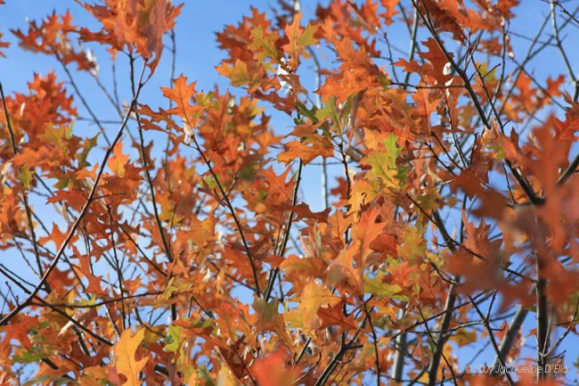 Autumn leaves blowing in the wind against a blue sky.