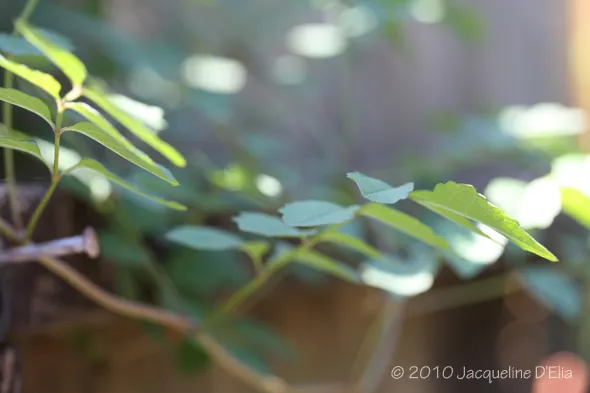 A plant with green leaves on a wooden fence.