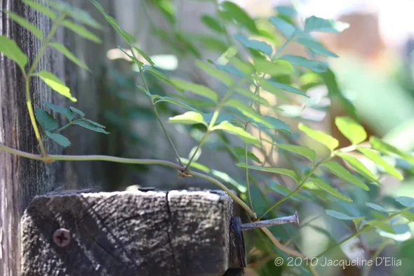 A plant growing on a wooden fence.