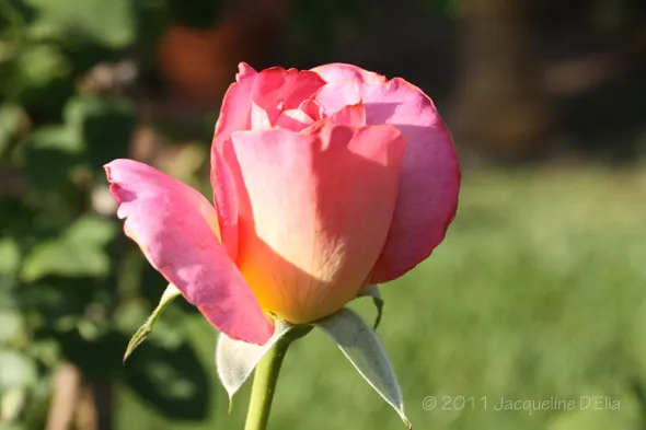 A pink rose is blooming in a garden.