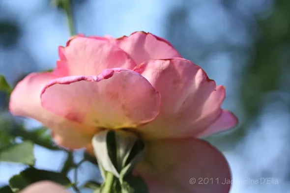 A pink rose is being held by a person.