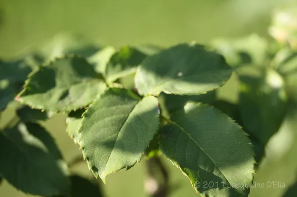 A close up of leaves on a tree.