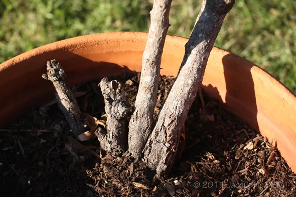 The roots of a tree in a clay pot.
