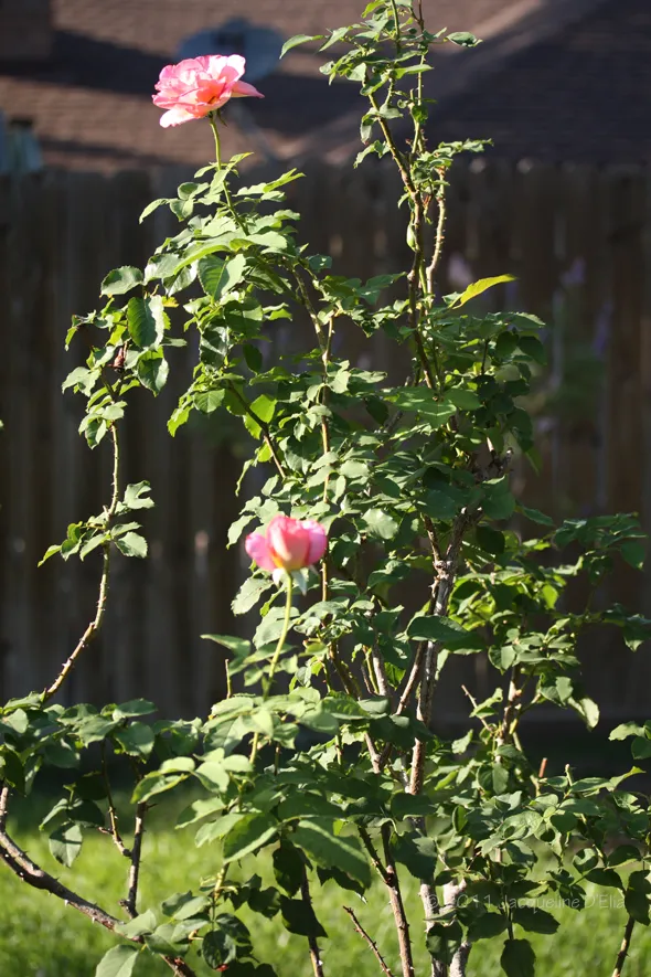 A pink flower is growing on a tree in a yard.
