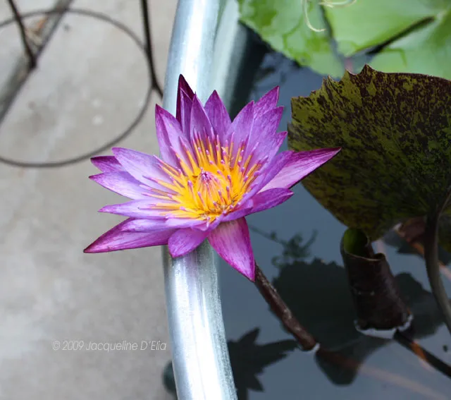 Water Lily Photo (Lindsey Woods)