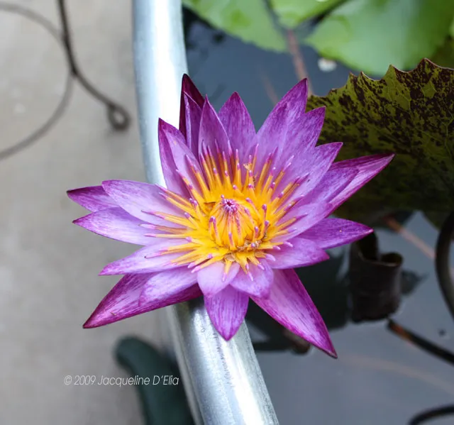 Water Lily Resting on Side