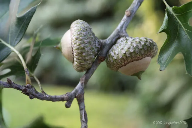 Acorns