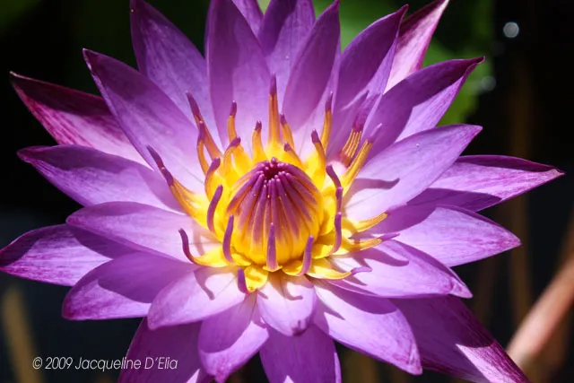 Close Up Lindsey Woods Lily