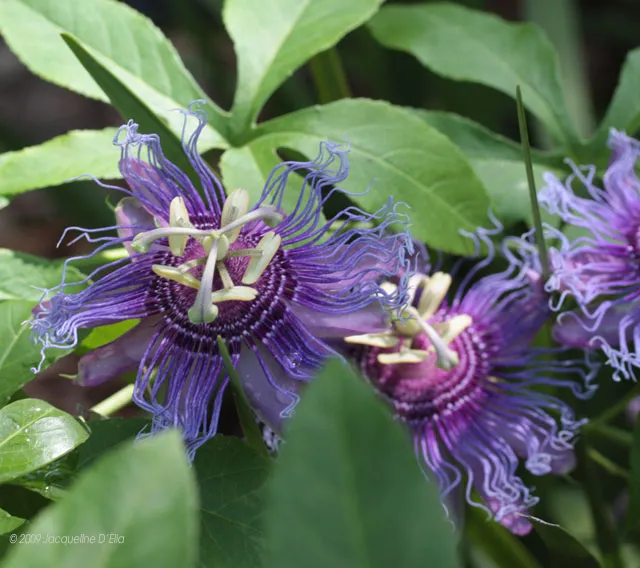 Passionflower Cluster