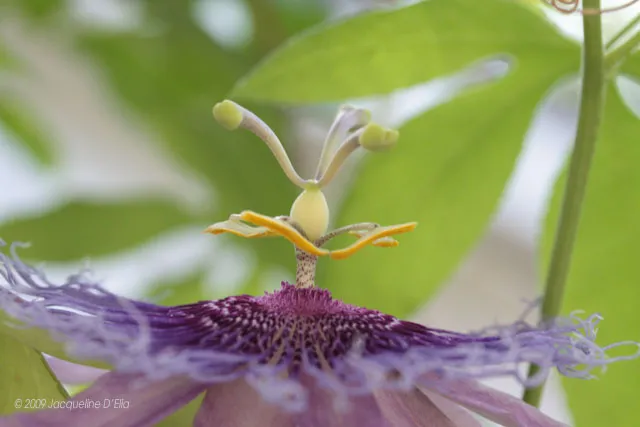 passionflower upclose and personal