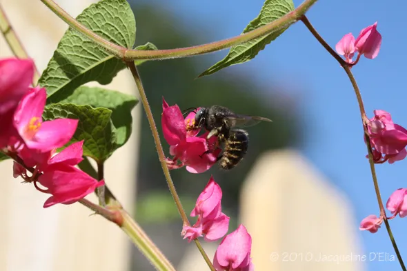 A bee is sitting on a pink flower.