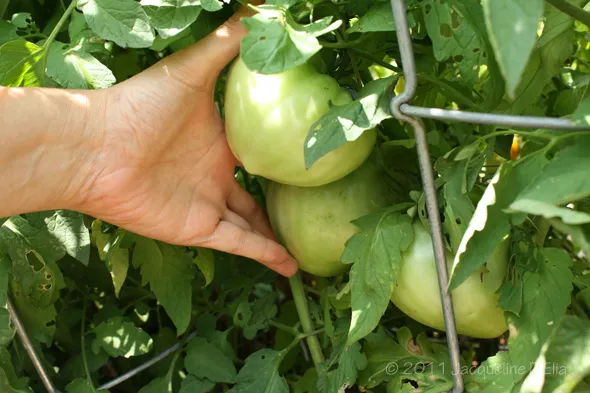 A hand reaching for a green tomato on a vine.