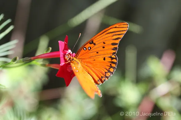 A butterfly is sitting on a red flower.