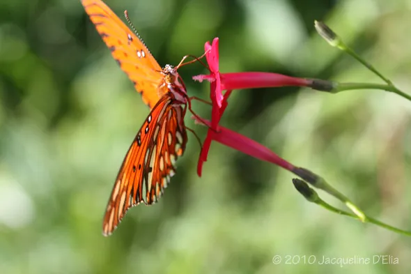 A butterfly is sitting on a red flower.