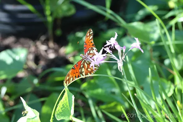 A butterfly is perched on a pink flower.