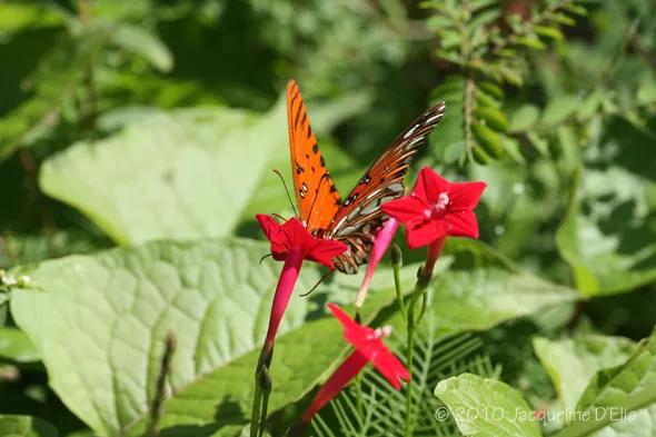 A butterfly is perched on a red flower.
