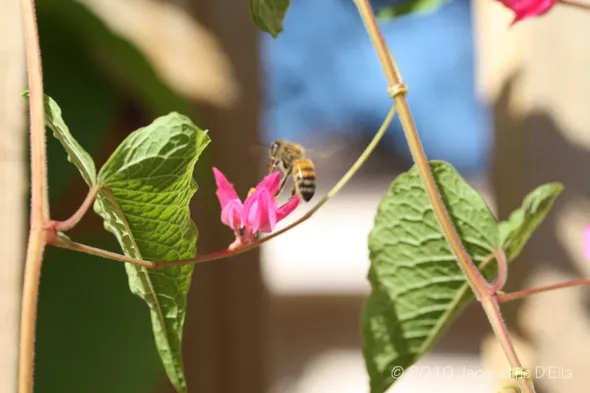 A bee is sitting on a pink flower.