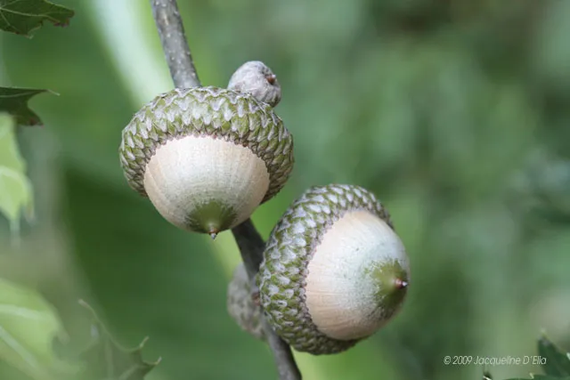 Two acorns on a branch with leaves.
