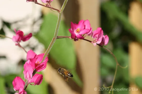 A bee is flying over a pink flower.
