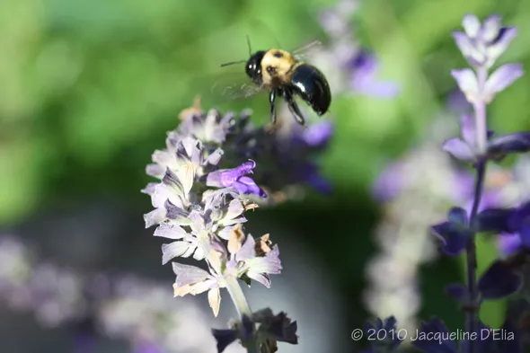 A bumblebee flies over lavender flowers.