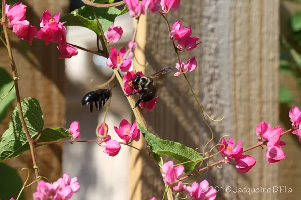 A bee is sitting on a pink flower.
