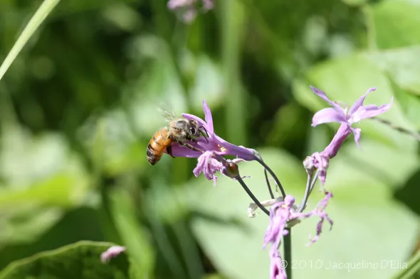 Honey Bee on Society Garlic