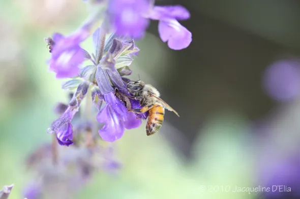 A bee is sitting on a purple flower.