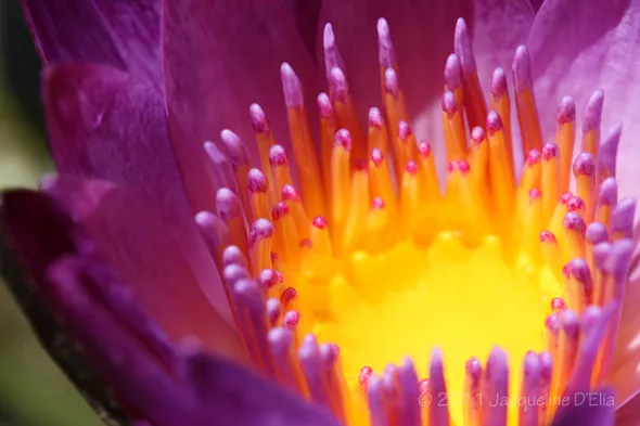 A close up of a purple water lily.