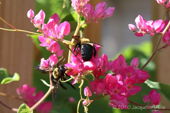 Two bees on a pink flower.