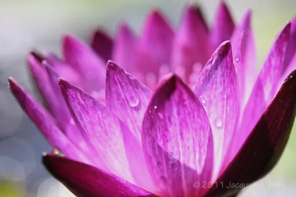 A purple lotus flower with water droplets on it.