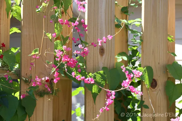 Pink flowers growing on a wooden fence.