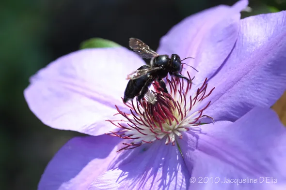 A black bee sits on a purple clematis flower.