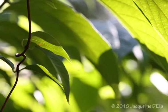 A close up of a leaf with sunlight shining on it.