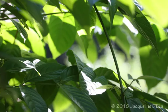 A close up of green leaves in the sun.
