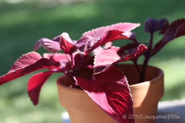 A purple plant in a pot on a table.