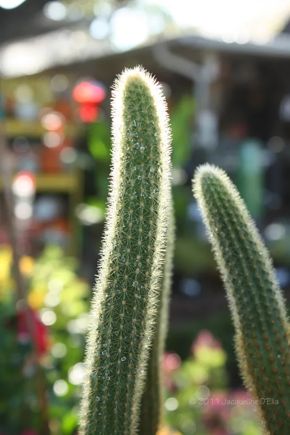 A cactus plant in a garden.